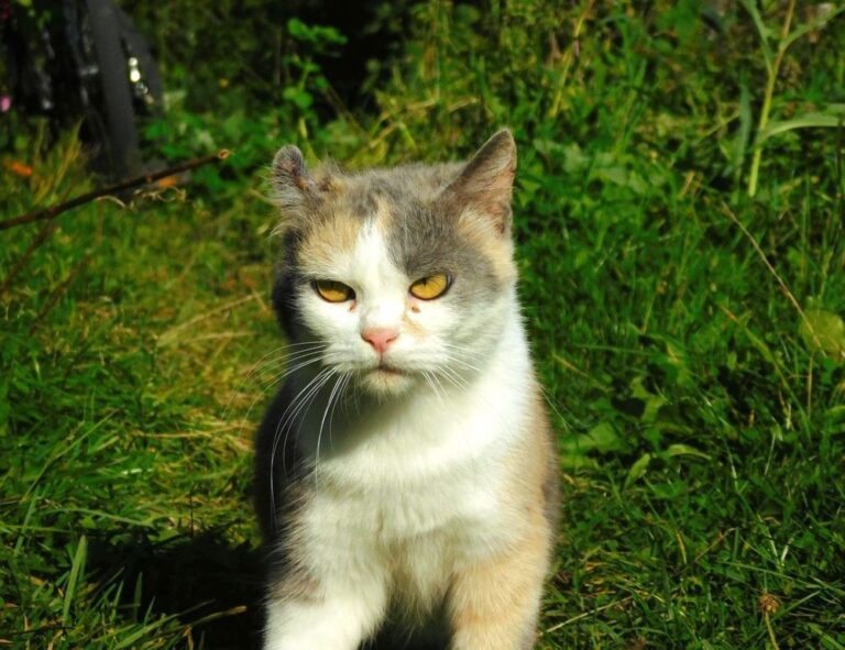 advantages of meetshaxs software