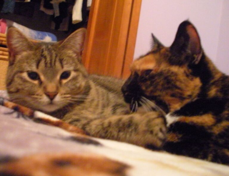 body nutrition guide twspoonfitness