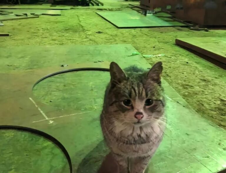 can diet help your brain tweeklynutrition