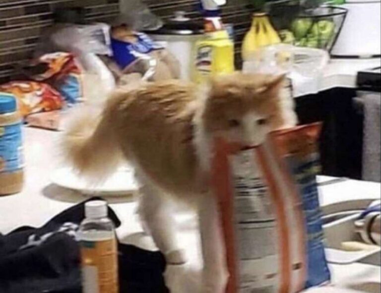 fitness advice fntkdiet