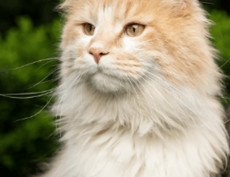 fitness advice fntkdiet