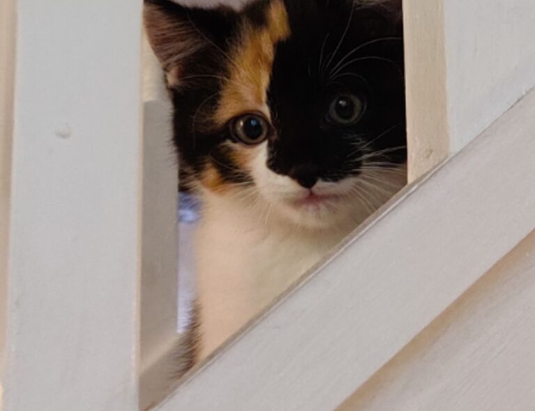 fitness meal hacks tweeklynutrition