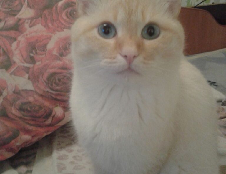 healthy foods shmgdiet