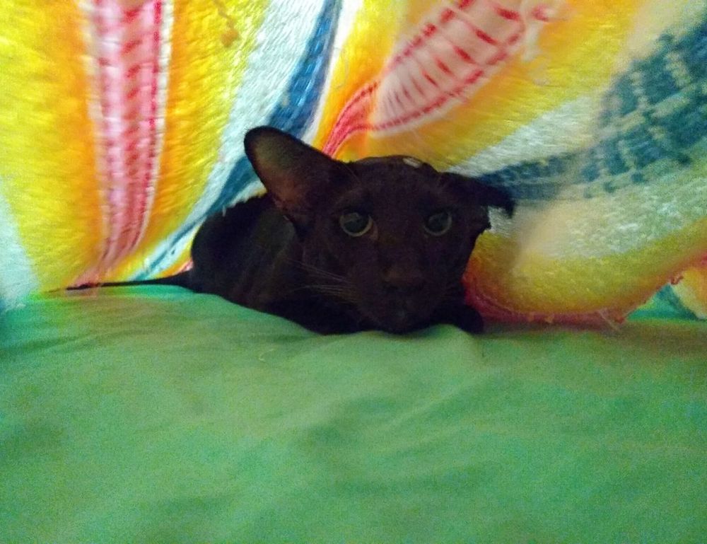 homorzopia disease problems