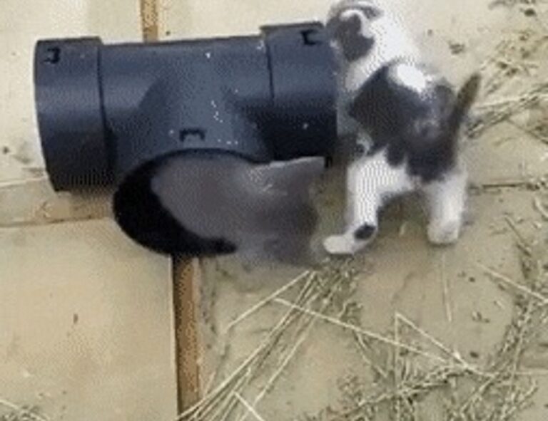 how diet plan to lose weight shmgdiet