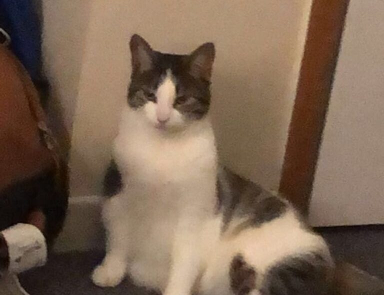 how to apply zosisfod eyebrow pencil