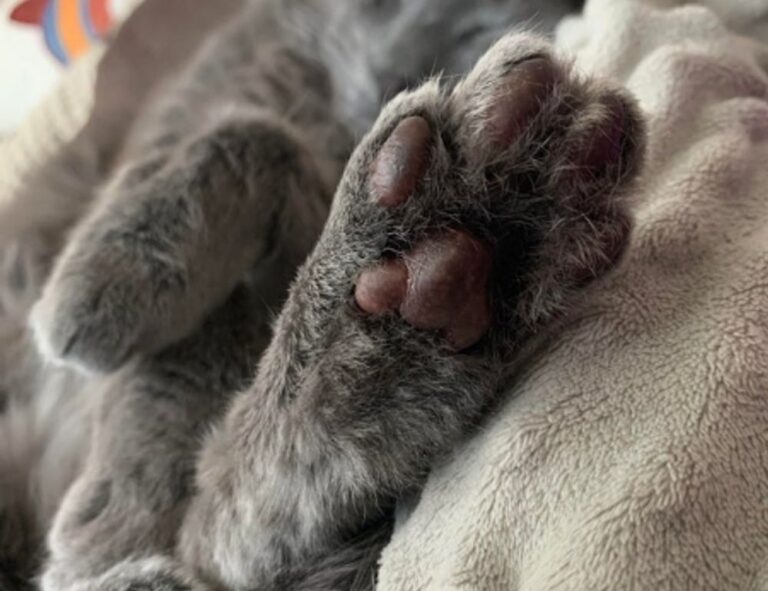 how to lose weight fast fntkdiet