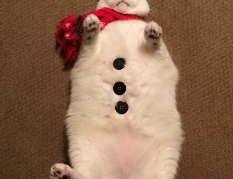 how to save bikimsum