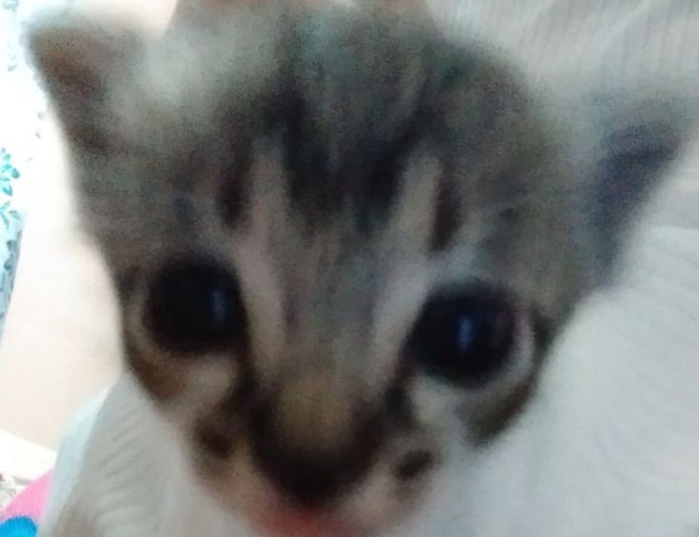 keto diet plan tweeklynutrition