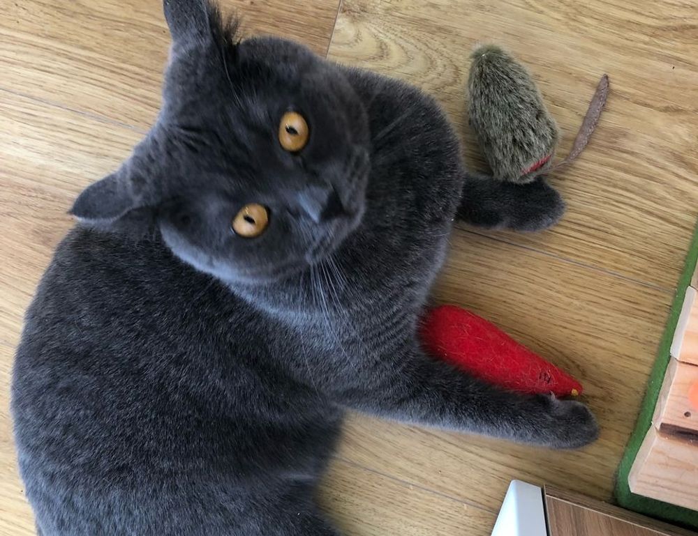 lightniteone new version on pc