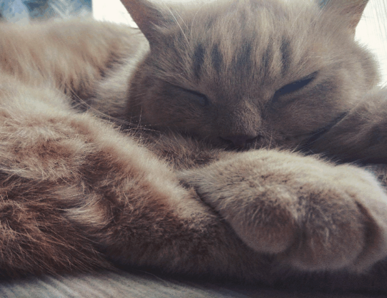 mopfell78 version 2024