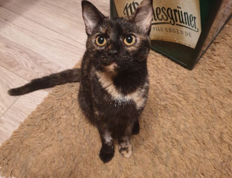 shmgdiet diet guide by springhillmedgroup