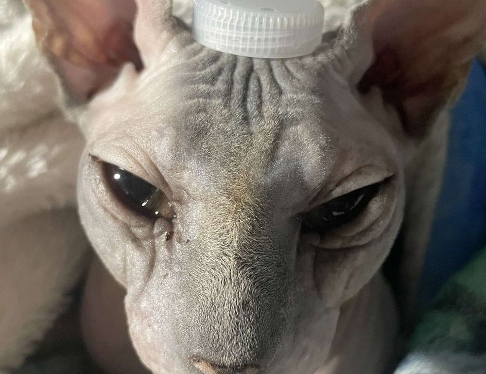 tweeklynutrition cbd guide from theweeklyspoon