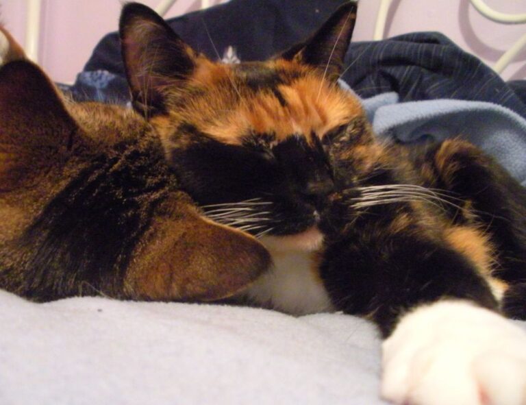 what is fasting fntkdiet