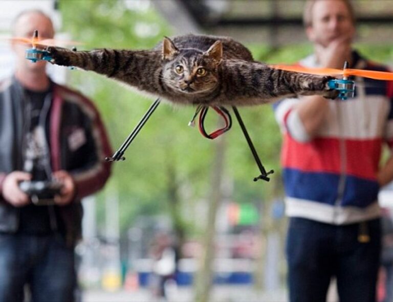 which diet to lose belly fat shmgdiet