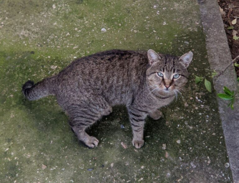 why are nuts bad for tadicurange disease