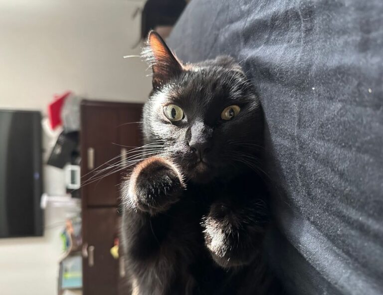 why homorzopia disease bad